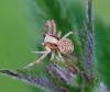 Xysticus sp.